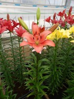 [4073 Colares VH No01.JPG]